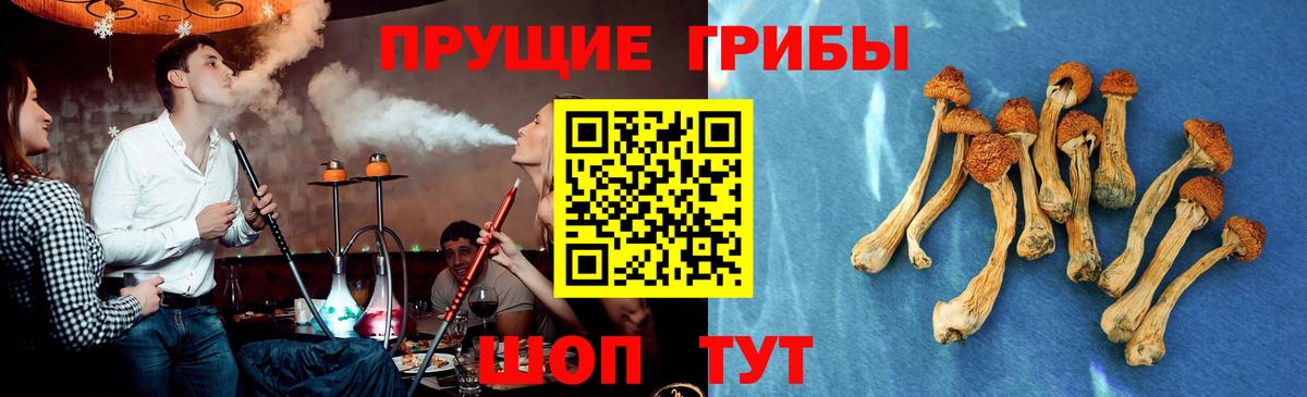 Псилоцибиновые грибы Cubensis Азнакаево